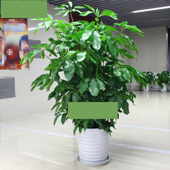 树/摇钱树/大叶伞大型盆栽植物 吸甲醛花卉/绿植盆栽 1.5米-1.