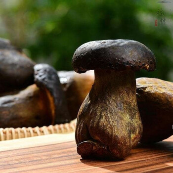 食豪锦 牛夫人牛肝菌 多规格 鲜牛肝菌牛夫人新鲜菌类云南特产新鲜