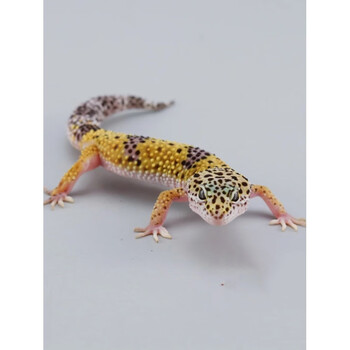 蜥蜴活体豹纹守宫幼体入门级爬宠活物好养易活不咬人冷门宠物 高黄