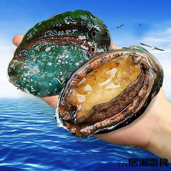 新鲜鲍鱼鲜活海鲜水产活加热即食干小鲍鱼捞汁饭 12-14只/1斤