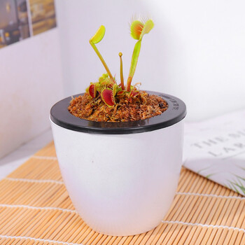 幻城园艺 食虫草植物驱蚊捕蝇草大苗巨夹食人花卉阳台盆栽幼苗多肉苗