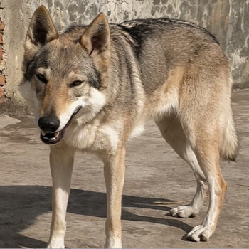 捷克狼犬幼崽纯血统大型犬活体宠物狗狗狗活体杰克狼犬 特价 公