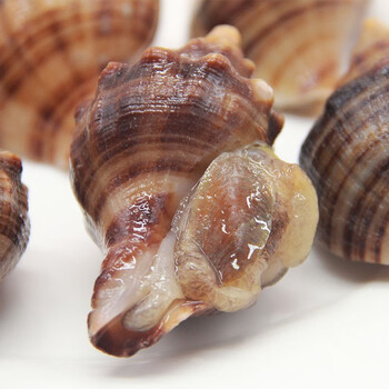 【活鲜】惠多渔 鲜活小海螺小角螺500g/8-12只 小红螺