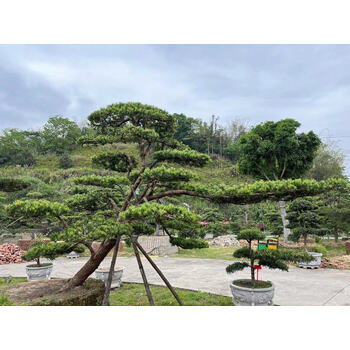ahvbot罗汉松大树庭院造型树盆景树迎客松别墅大型罗汉松黑松等树苗
