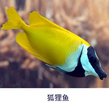 興國海(singoseafarm)狐狸魚 活體兔子狐狸 海水觀賞寵物魚 海缸除藻