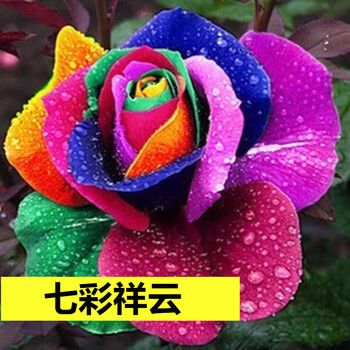 玫瑰花树苗盆栽四季开花卉室内外阳台观花月季花苗特大花 七彩祥云/发