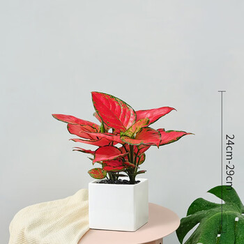 水培花卉绿植物玛丽安竹芋组合盆栽 h 小号-方形白瓷盆【富贵红2株】
