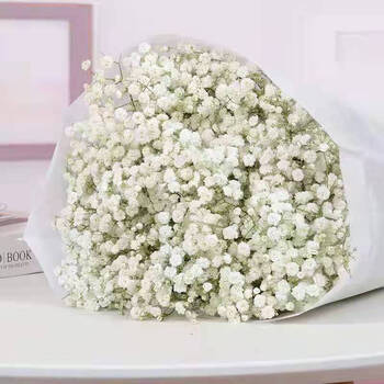 节礼物满天星干花花束客厅装饰摆件真花鲜花云南直发批发 白色满天星