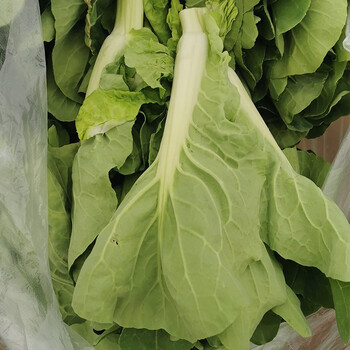 湖北农家五号白菜苔新鲜现摘现发菜心菜薹台绿色脆嫩应季蔬菜特产