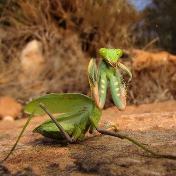 绿巨螳螂活体 sv 非洲绿巨 凶悍大型螳螂 另有澳宽马盾圆盾 加热包