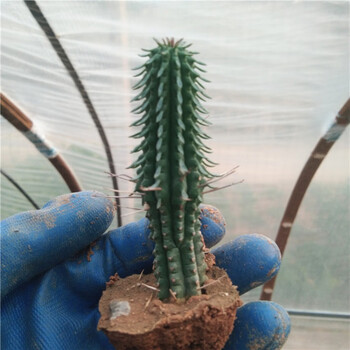 火麒麟 大戟科多肉植物红彩阁仙人球盆栽绿植花卉组合 火麒麟5cm一颗