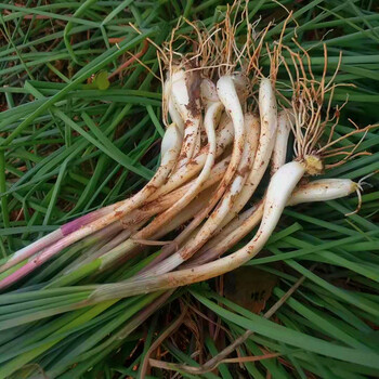 邵阳东农家特产新鲜嫩藠头3斤带叶荞头翘头把子现挖现发时令蔬菜