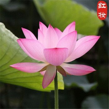 种子种球水生碗莲种荷花种卉盆栽水培植物室内花种藕阳台好养 红妆