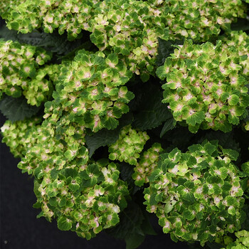 虹越(hongyue)大花绣球花盆栽苗 魔幻系列绣球花苗 家庭阳台庭院盆栽