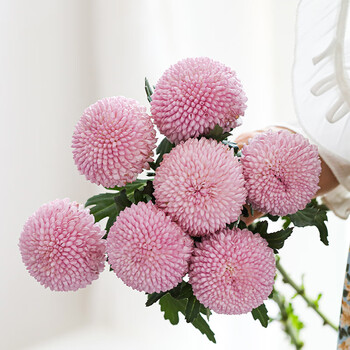 基地直发乒乓菊烟花菊昆明直批瓶插花卉空运 粉色乒乓菊(9枝送1枝)