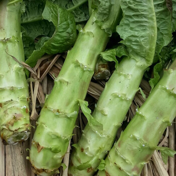 寿禾莴笋种子窝笋莴苣圆叶大尖白皮红莴笋青蔬莱春秋季播种疏蔬菜菜子
