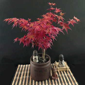 红舞姬紫砂盆景观叶枫树红枫叶老桩树苗植物送礼 日本红枫-厚德载物