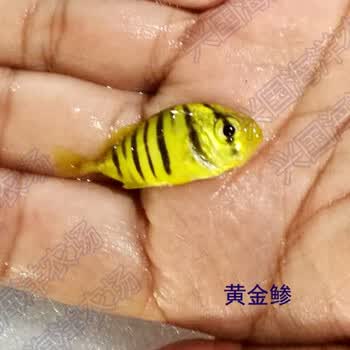 黄金鲹金领航黄金参活体海水鱼观赏宠物鱼海缸珊瑚鱼缸群游黄色小鱼快递包活兴国海黄金鲹3 4cm 图片价格品牌报价 京东