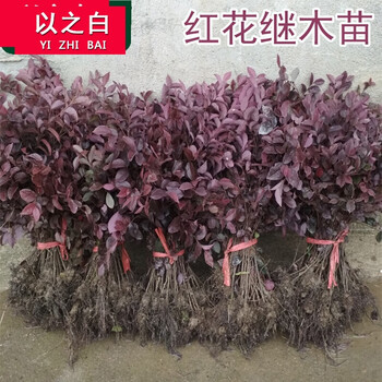 以之白蝶遇红花继木苗庭院小苗花坛绿化工程树苗花卉苗木绿篱植物红花檵木批红花檵木 40cm高 棵 其他 图片价格品牌报价 京东