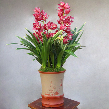 菲凡阁大花蕙兰盆栽〔黄金中国龙〕兰花苗金边艺草客厅室内花卉绿植物