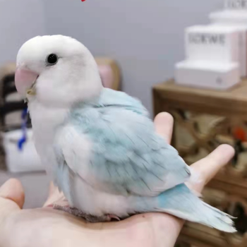 家養高端特色手養斷奶人面類牡丹鸚鵡活鳥寵物活物雛鳥幼鳥活體精品手