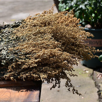 高山野生六月霜茶防中暑解暑热夏季凉茶刘寄奴奇蒿干品 500克