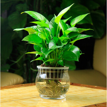 盆栽室内吸除甲醛绿植净化空气水培植物花卉吊兰绿箩套餐 台球瓶 定植