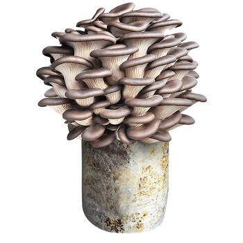 北蔬 平菇种植菌包蘑菇可食用 灰平菇种植包1个约1kg