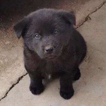 京東推薦小土狗看家狗農村狗狗活物大型犬四眼狗仔狼狗幼崽中華田園犬