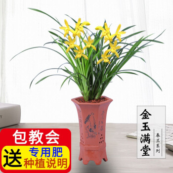 金玉满堂兰界兰花花大黄花盆栽室内花卉建兰绿植兰草兰花苗2苗连体 关注送肥 种植手册 图片价格品牌报价 京东