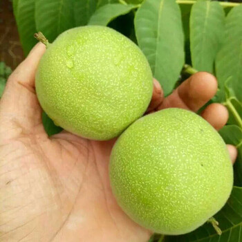 【七夕礼物】山中玉 文玩核桃 青皮 狮子头王勇麒麟纹官帽虎头白狮子