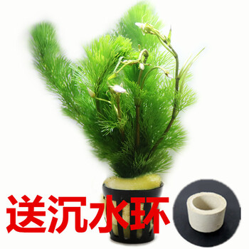 鱼缸造景后景水草活体蜈蚣草无需水草泥金鱼草水蕴草绿菊花7支带沉水环 图片价格品牌报价 京东