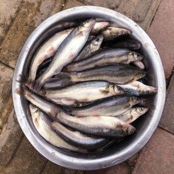 柳根魚東北冷水魚鮮活速凍新鮮小雜魚食用淡水魚大號三斤裝每斤10條