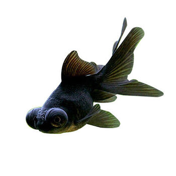 观赏鱼小金鱼鹤顶红头帽招财鱼活体红狮子头鸿运当头冷水鱼红金鱼