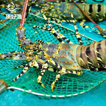 龙虾 花龙虾 急冻锁鲜 海鲜水产 实惠装青龙3只