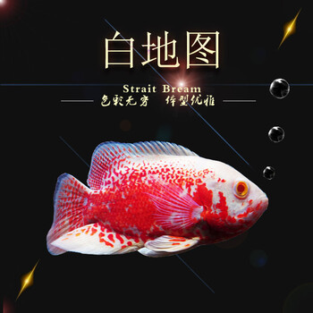 易萌宠物热带观赏鱼玉面皇冠罗汉鱼肯梅塔绿菠萝地图鱼活体中型鱼淡水活体红白地图8 10厘米1条 图片价格品牌报价 京东