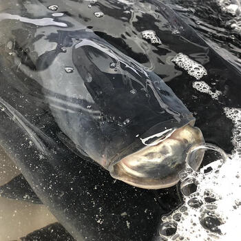 千岛湖鱼头生态活鱼现杀鱼鳙鱼胖头鱼真空包装活鱼 江浙沪区活寄 9-10