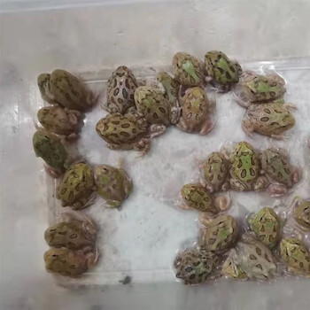 角蛙活体蝌蚪绿角蛙宠物青蛙黄金角蛙蝴蝶角蛙钟角蛙霸王角蛙 双色