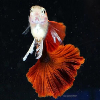 热带孔雀缎带纯种种孕母观赏热带活体褶扇红扇巴西鱼孔雀鱼 褶扇种鱼