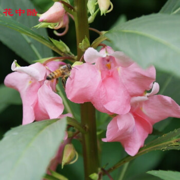 花中酷凤仙花盆栽花草指甲花室内阳台四季植物花种子七彩凤仙花一斤 图片价格品牌报价 京东