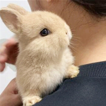 不大宠物兔茶杯兔可做造型盖脸猫猫兔荷兰侏儒兔小兔子活物幼兔兔宝宝
