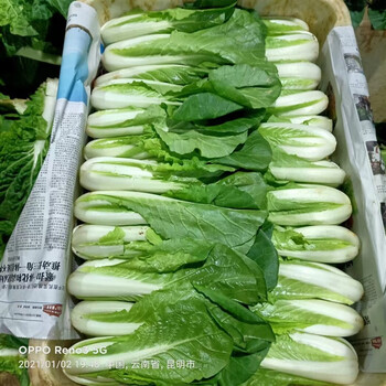 小白菜新鲜蔬菜云南高原青菜农家自种小青菜小白菜青菜基地批发