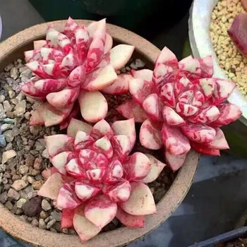 姬卉糖心血滴子雪燕多肉植物稀有窗阳台办公室桌面美观趣味小盆栽花卉