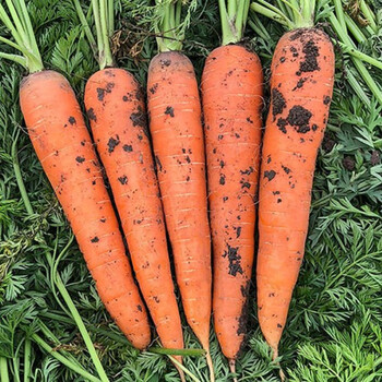 陕西沙地胡萝卜 新鲜采摘沙地萝卜 脆甜爽口胡萝卜 9斤胡萝卜