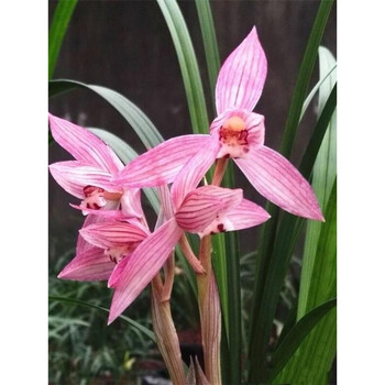 四川名品兰花苗盆栽 春剑【新津胭脂】浓香室内绿植花卉盆景 组培3苗