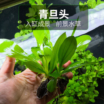 Vakada 不用泥的水草青旦头鱼缸造景真水草活体阴性好养水下叶植物鱼缸造景装饰青旦头10棵 图片价格品牌报价 京东