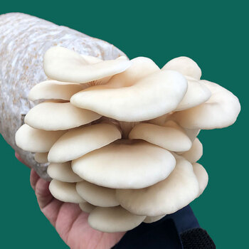 玉米芯蘑菇菌包菌种栽培蘑菇种植包食用菌蘑菇家养殖平菇种植菌包 白