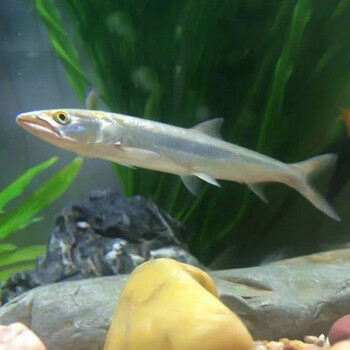 鳡鱼鳡鱼感鱼鱤鱼水花狗鱼淡水养殖食用冷水观赏鱼凶猛 鳡鱼4-6厘米