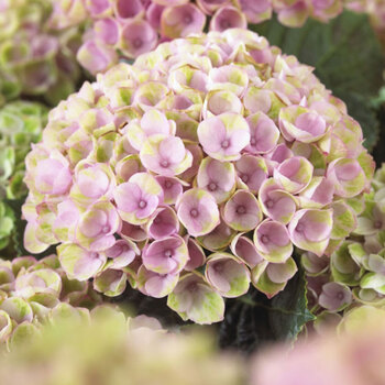 【大花绣球魔幻系列】虹越家庭阳台盆栽庭院花卉魔幻贵族水晶绒球