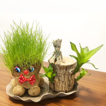 素蜜七抒创意子草头娃娃巴西木头上长草人小盆栽种迷你植物浇水观察